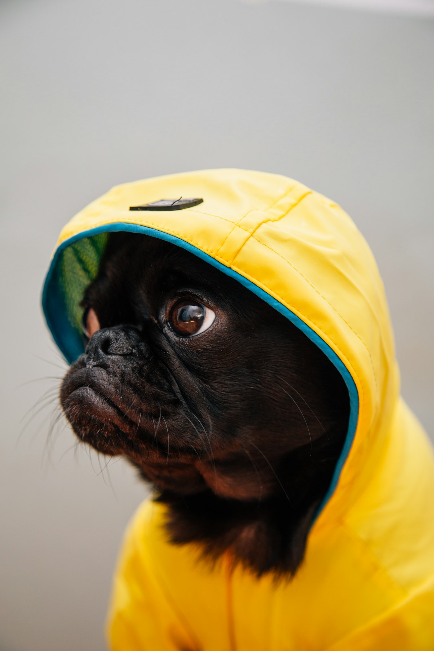 Passeio com cão: guia, peitoral e conduta na rua