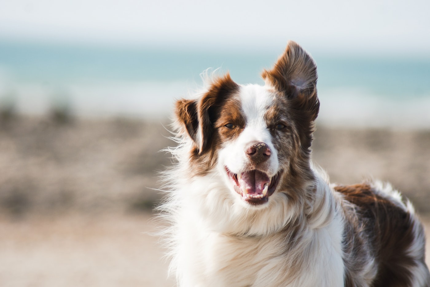 Latido excessivo em cães: causas comuns e abordagens educativas