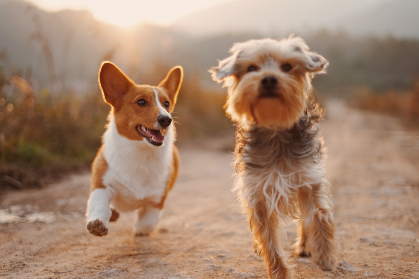 Cães com medo de fogos de artifício: como acalmar e prevenir traumas