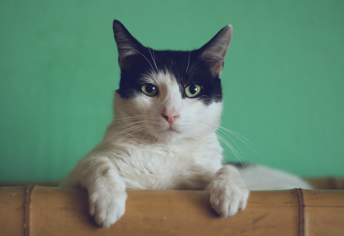 Gato vomitando com frequência: causas, sinais de alerta e o que fazer