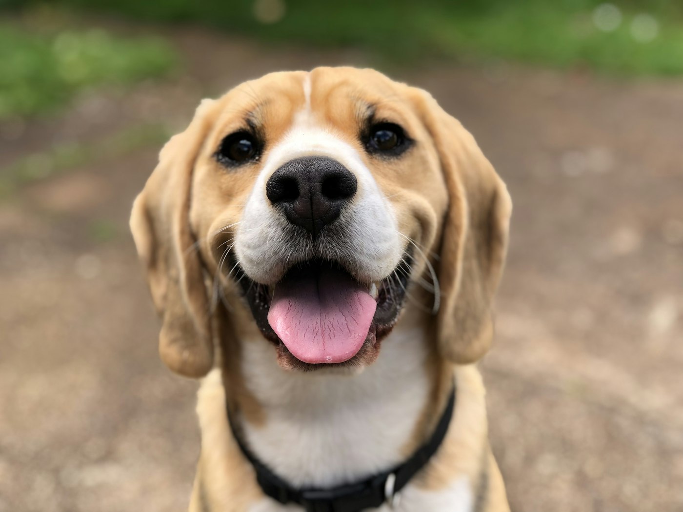 Ansiedade de separação em cães: como identificar e o que fazer